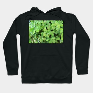 Green Trifolium Plant Foliage Hoodie